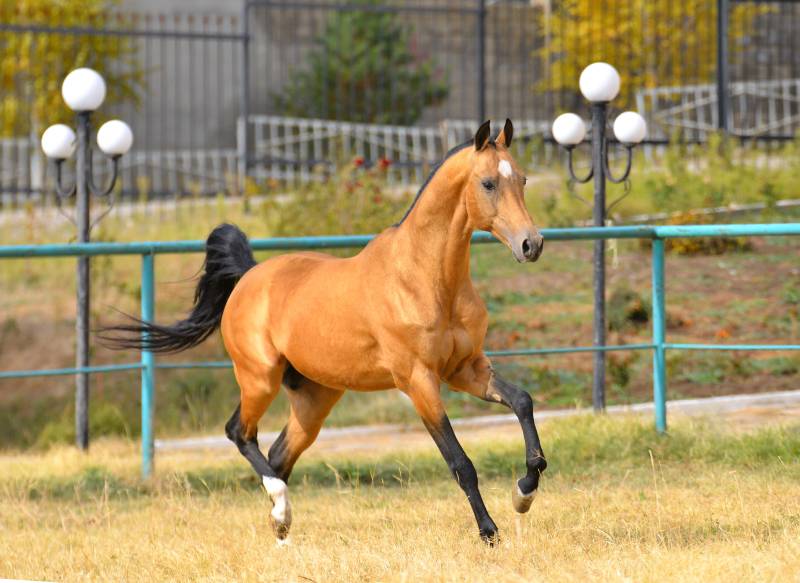 akhal teke breed horse running in gallop in the sand paddock with metal fence