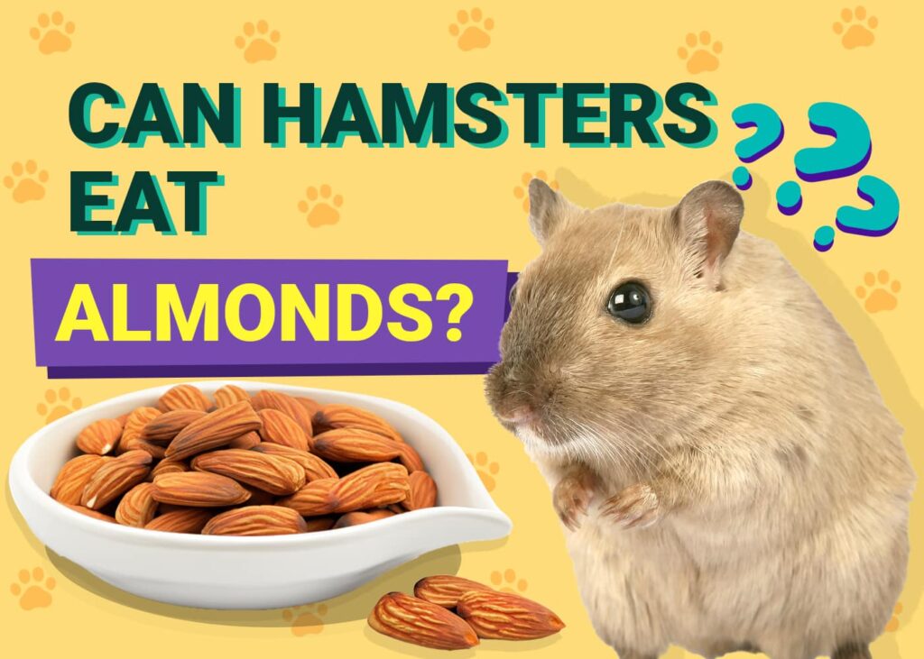 Can Hamsters Eat Almonds Nutrition Facts FAQ PangoVet