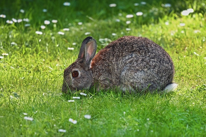 amber eyes rabbit-pixabay