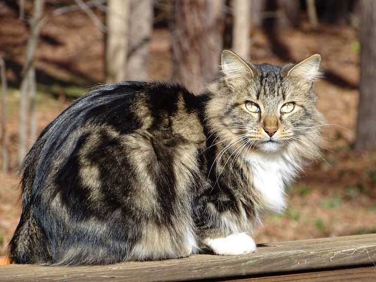 american bobtail-cat_Shutterstock_Mary-McDonald