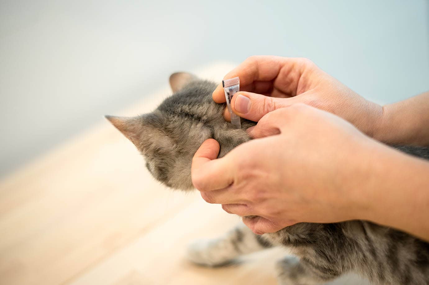 How to Give a Cat a Flea Bath VetVerified StepByStep Guide PangoVet