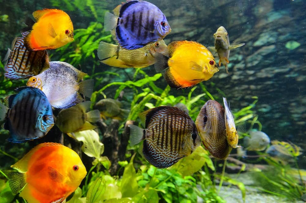 aquarium with plants and fish