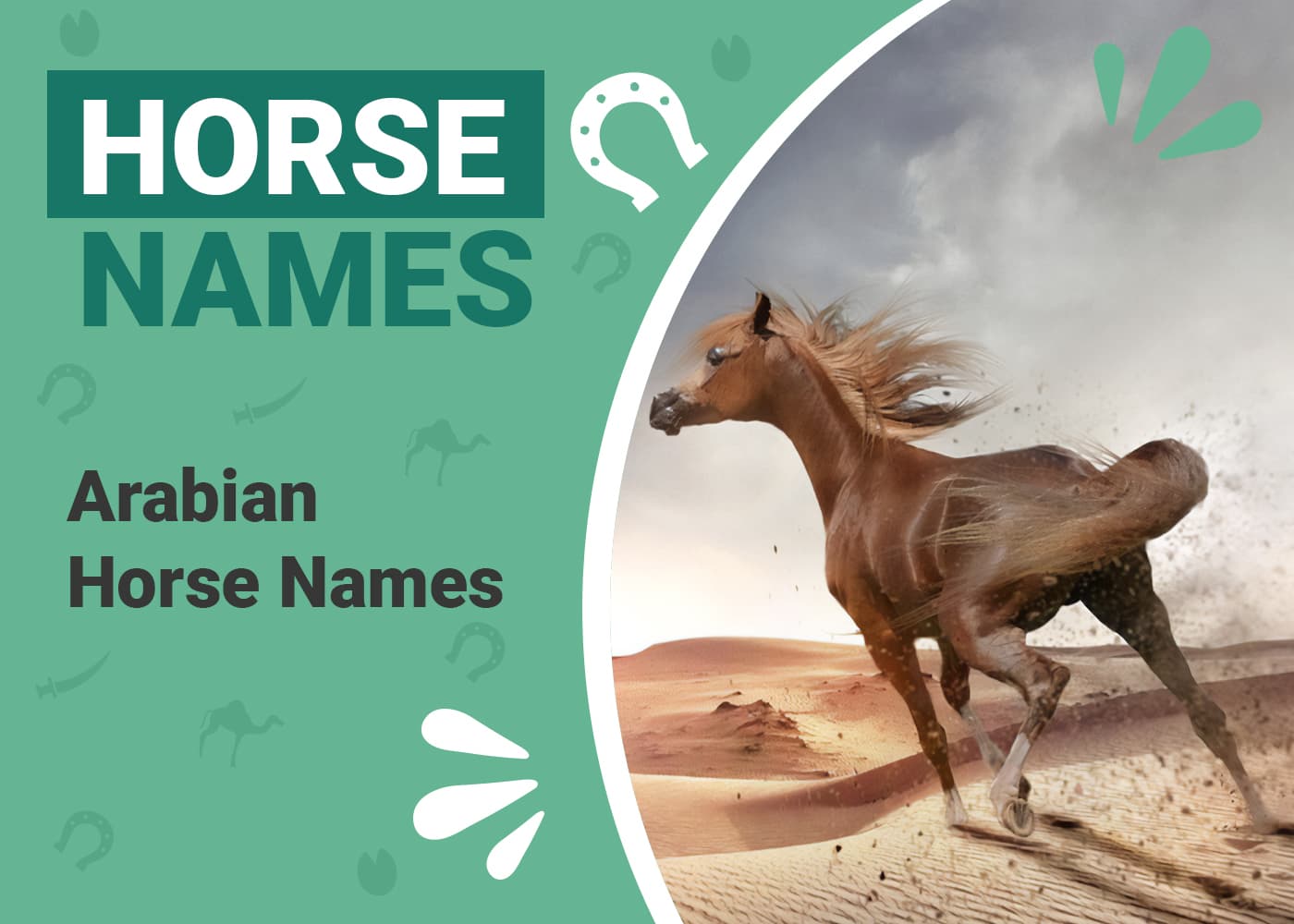 100+ Arabian Horse Names: Ideas for Distinct & Smooth Horses | PangoVet