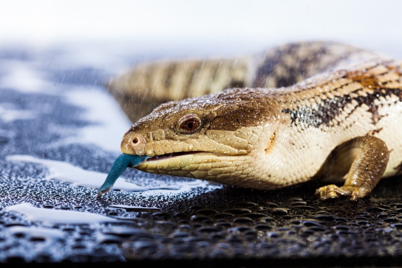 australian blue tongued skink_Martin Valigursky_Shutterstock