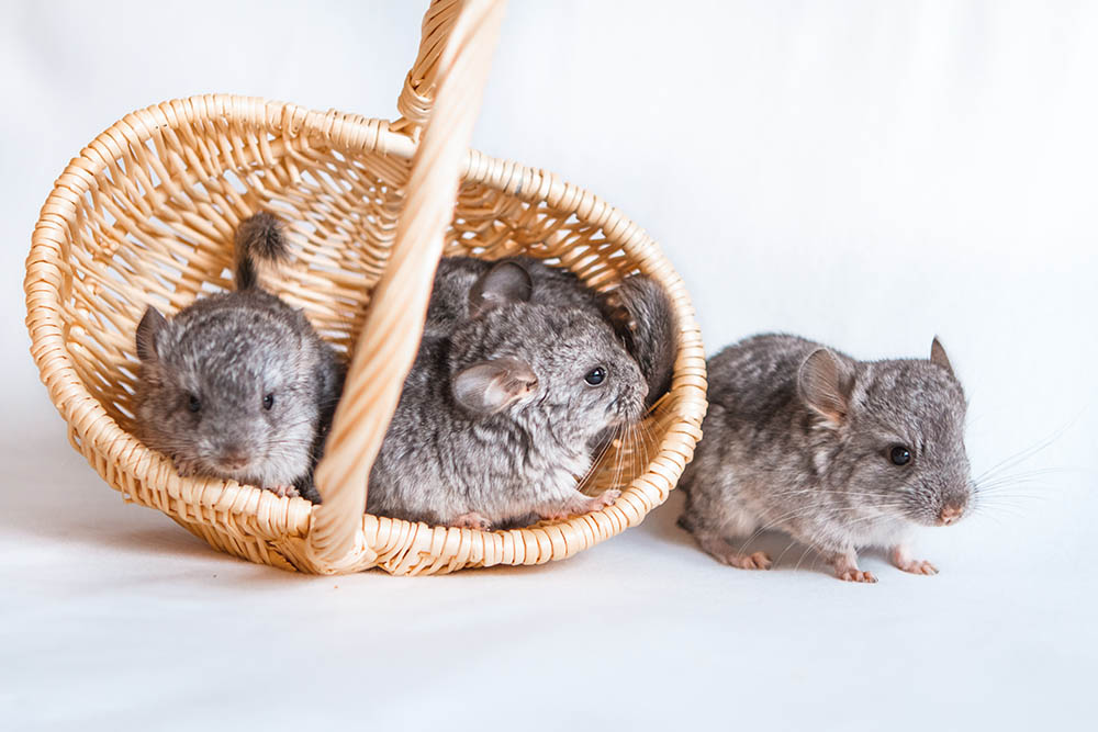 How Many Babies Do Chinchillas Have in a Litter? Facts & FAQ | PangoVet