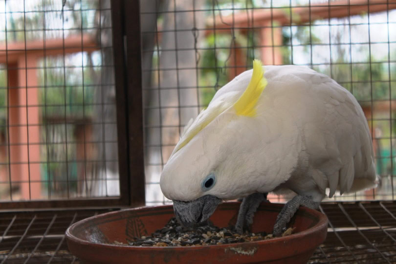 How Much Does a Cockatoo Cost? (2024 Price Guide) PangoVet