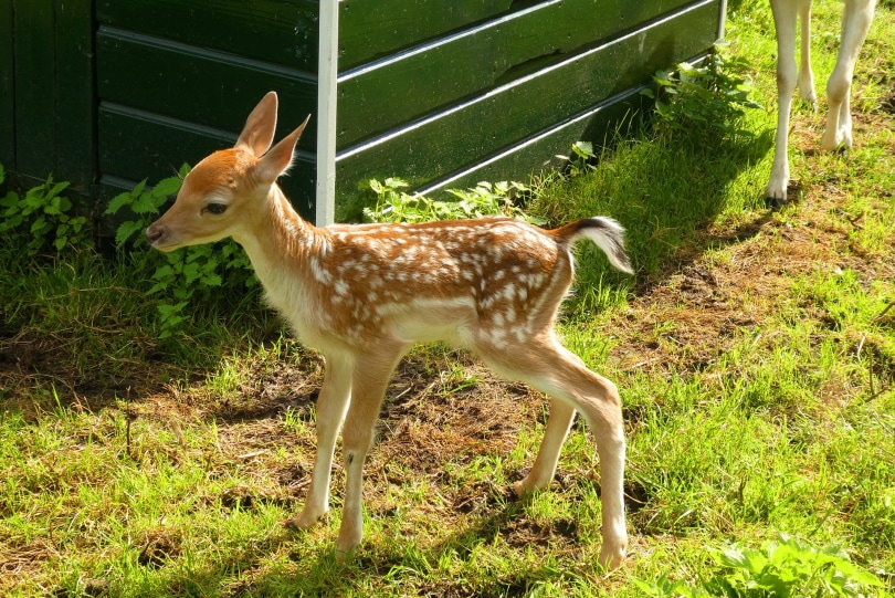 baby deer_Elsemargriet_Pixabay