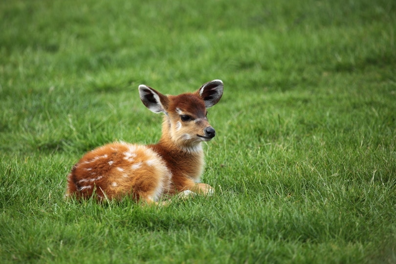 baby deer_PublicDomainPictures_Pixabay