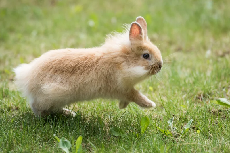 baby lionhead rabbit running on grass