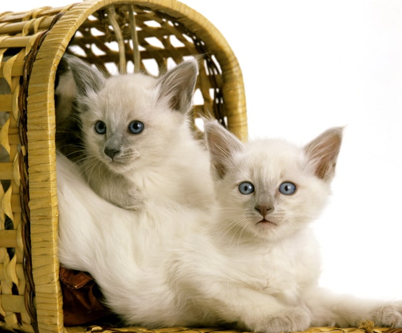 balinese kittens
