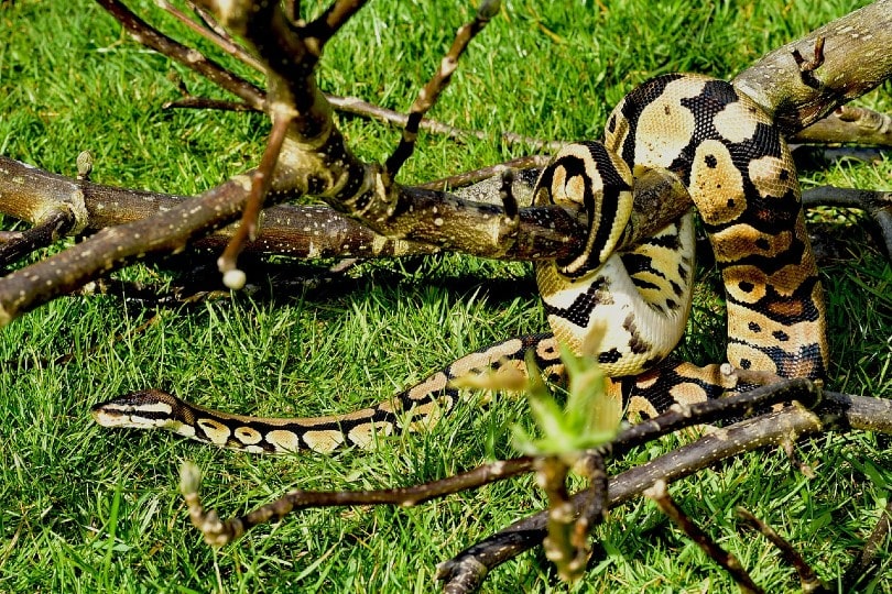 Where Are Ball Pythons From? Natural Habitat, Behavior & Diet | PangoVet