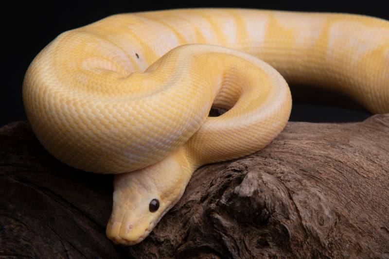 ball python morph