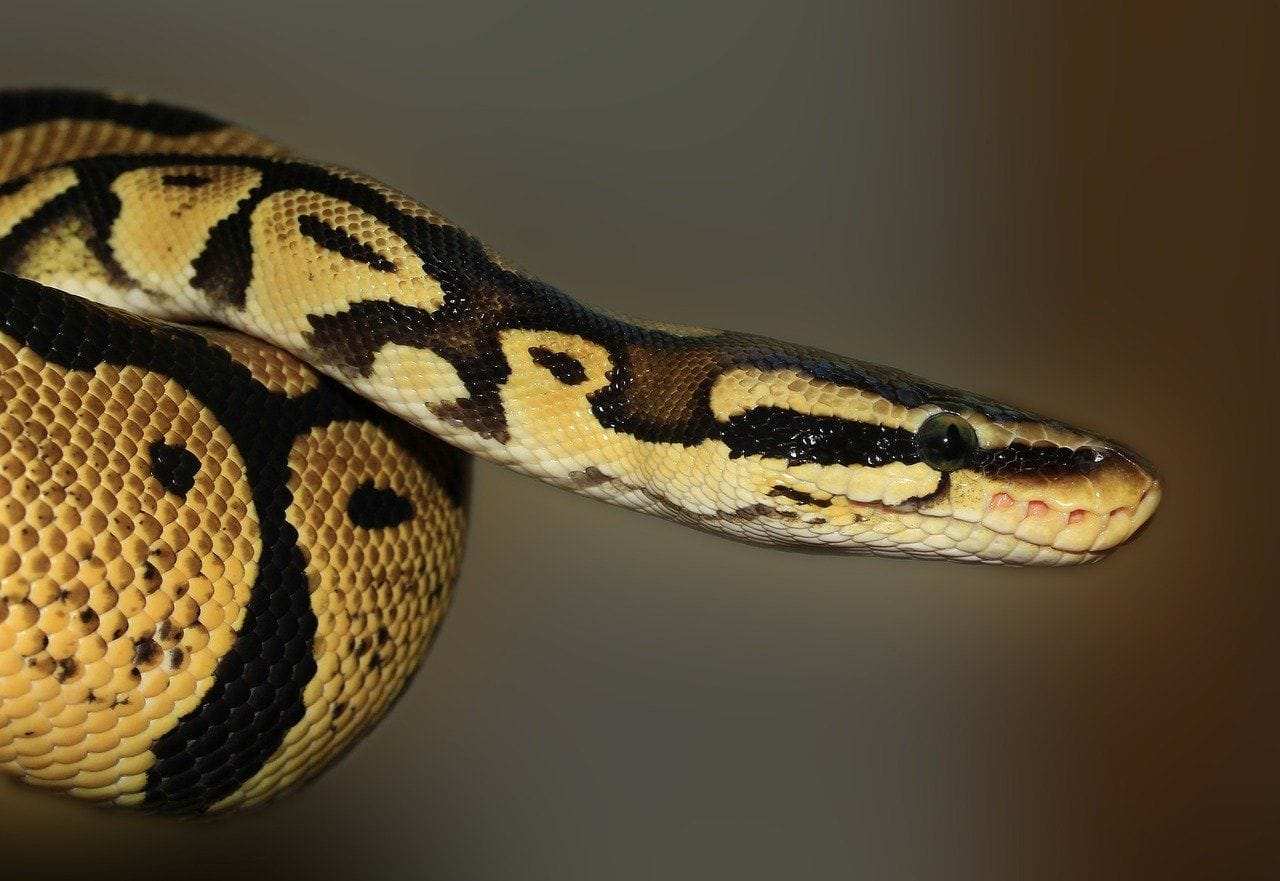 How Big Do Ball Pythons Get? Average Weight & Growth Chart | PangoVet image.