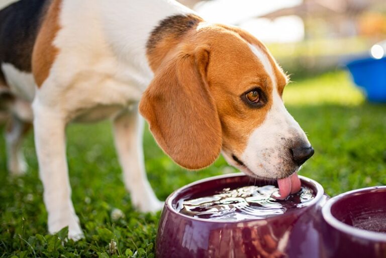 How to Get a Dog to Drink Water 9 Easy
