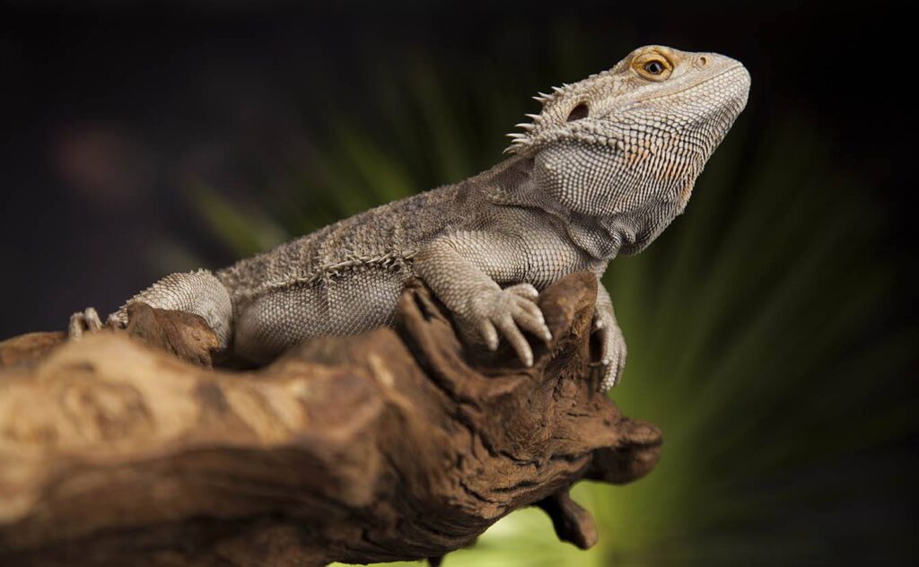 Why Is My Bearded Dragon Turning Black? 13 VetReviewed Reasons PangoVet