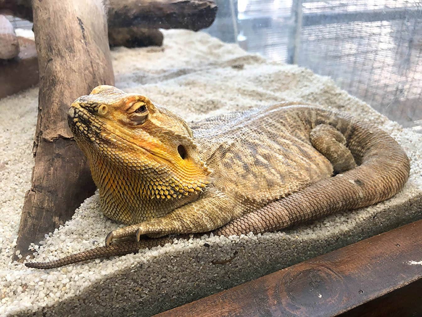 Can Bearded Dragons Eat Peaches? Vet-Approved Nutritional Facts 