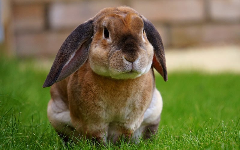 beige rabbit on grass