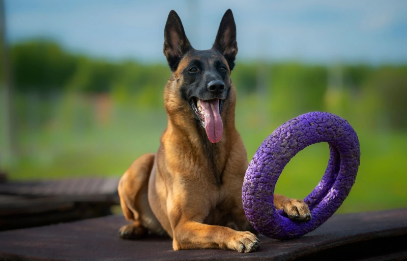 10 Best Toys for Belgian Malinois in 2024 Reviews & Top Picks PangoVet