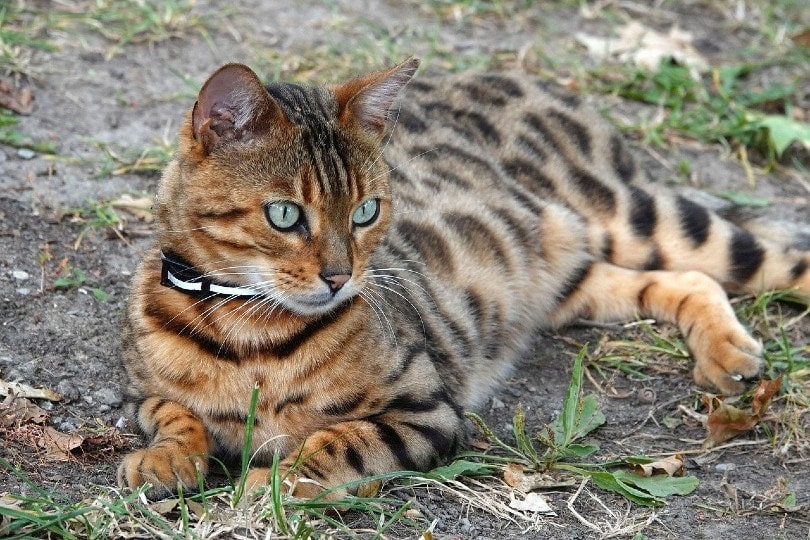 bengal cat lying outdoor