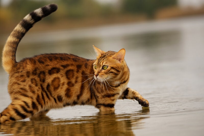 brown Bengal cat in the water, in the river