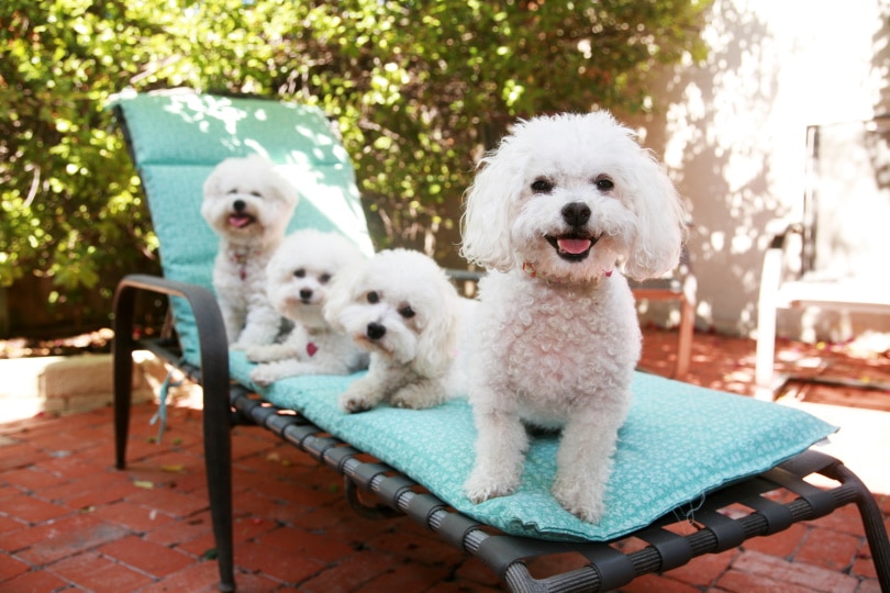 bichon frise puppies_mikeledray_Shutterstock