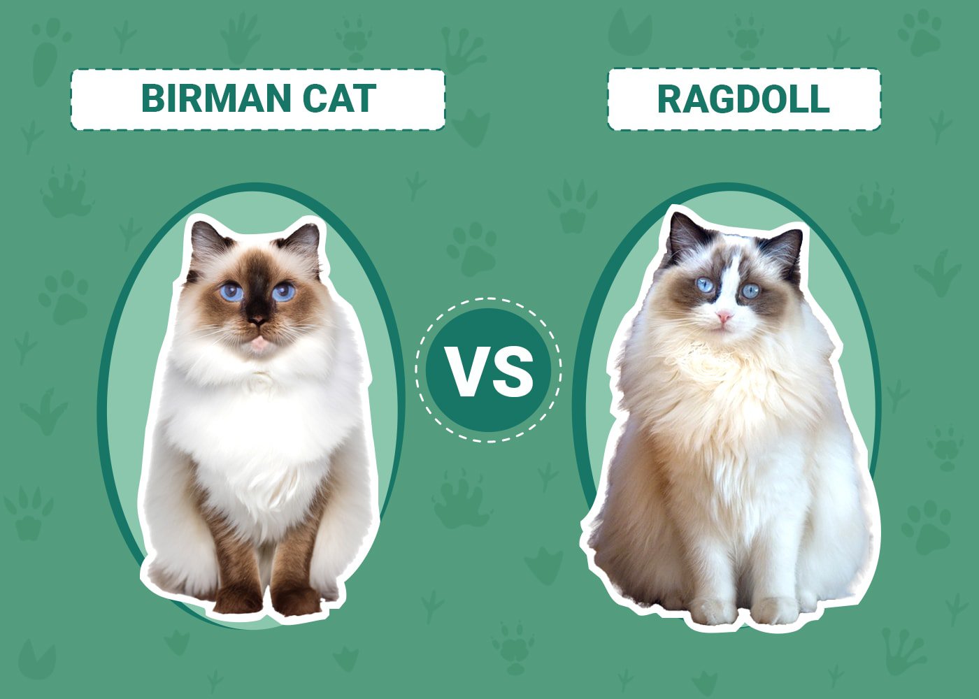 Birman Cat vs Ragdoll Key Differences (With Pictures) PangoVet