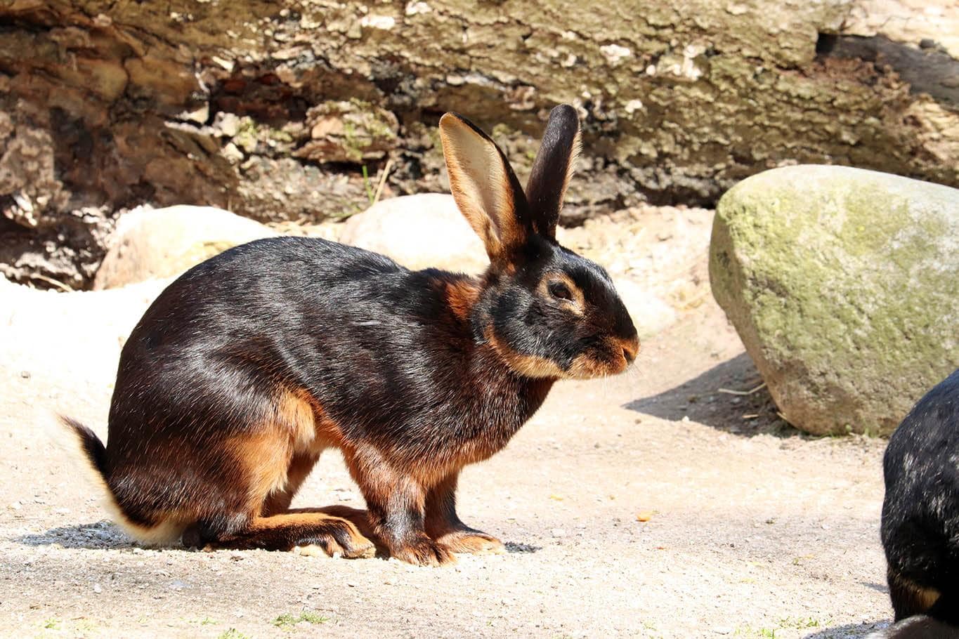 Black and brown belgian hare