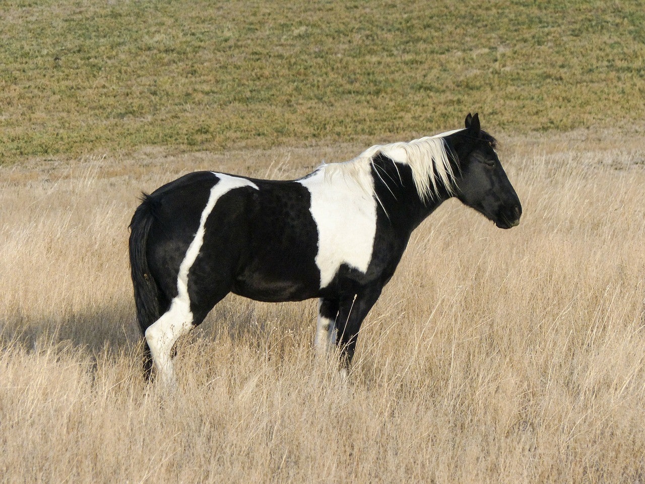 black and white Paint Horse