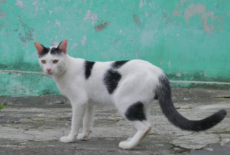 black and white javanese cat
