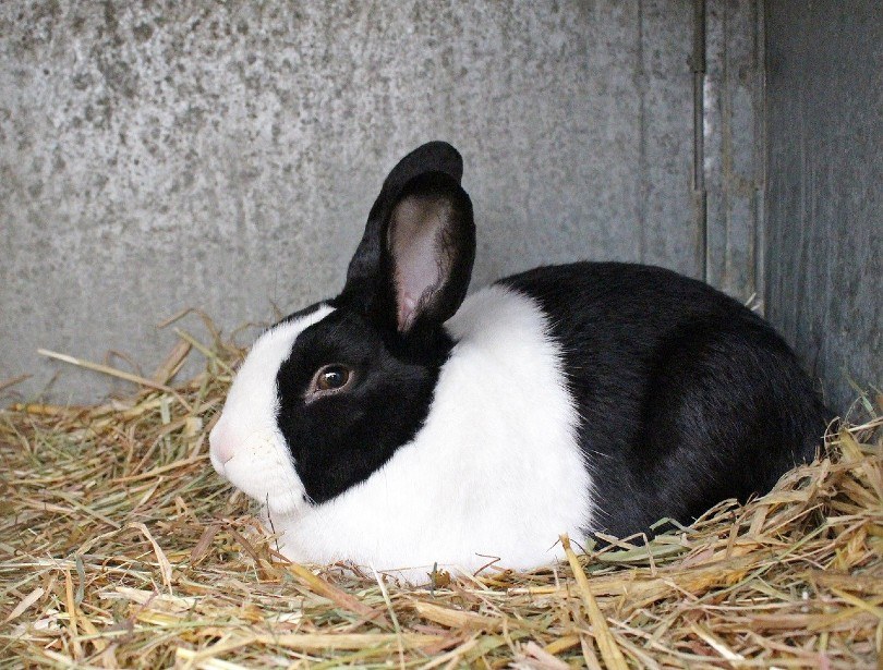 black and white rabbit