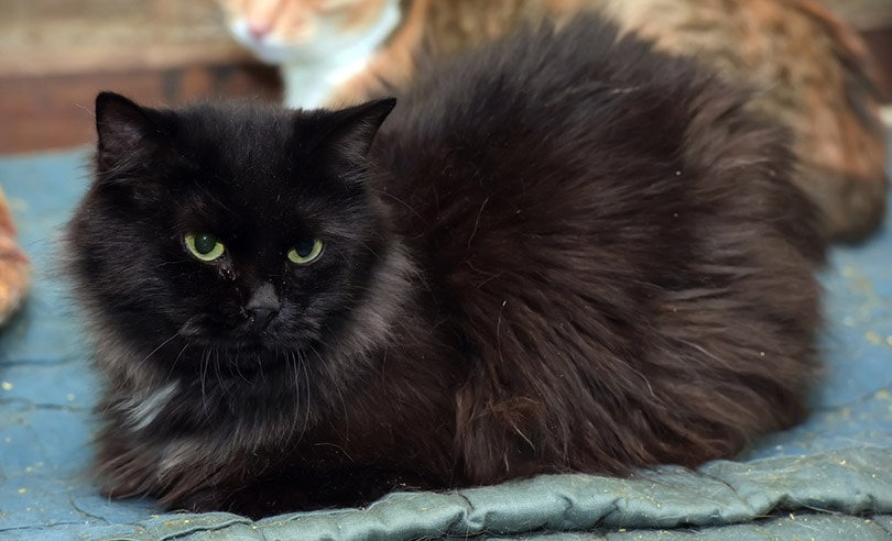 black chantilly tiffany cat home