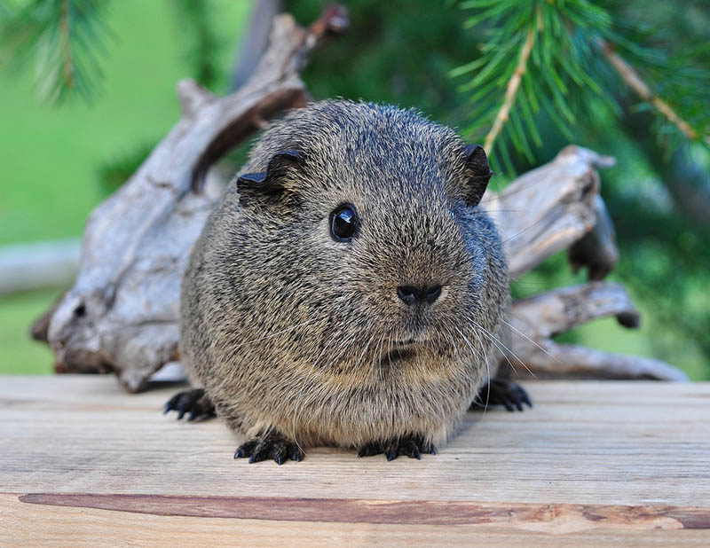 black cream guinea pig