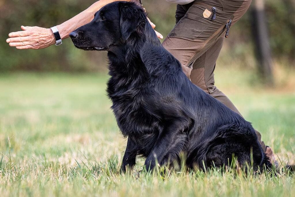 Flat coated retriever training hotsell