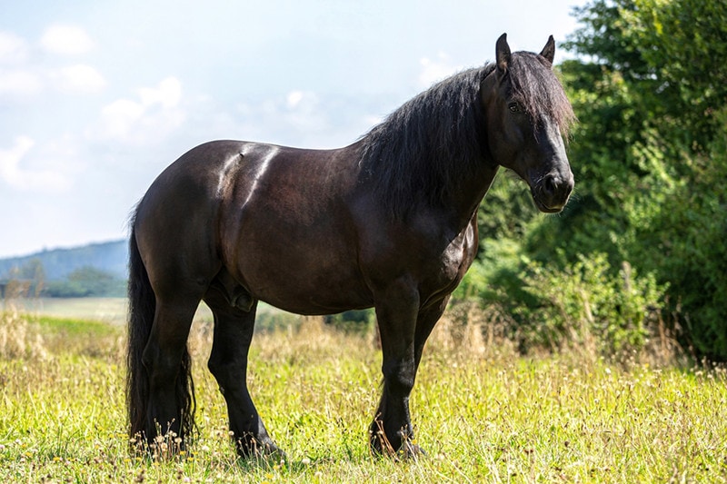 black percheron draught horse