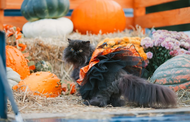black persian cat in halloween costume beside pumpkins