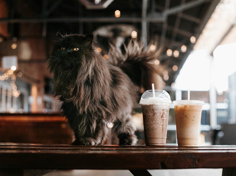 black persian cat on a cafe