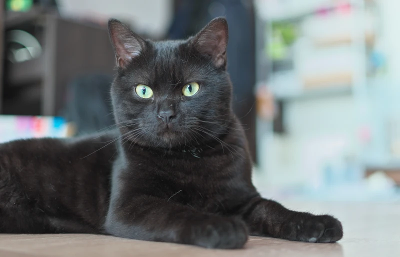 black smoke american shorthair cat