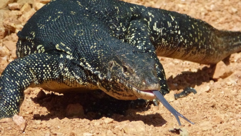 black throat monitor lizard