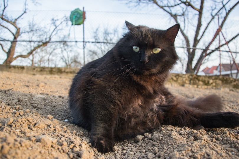 black tiffany cat