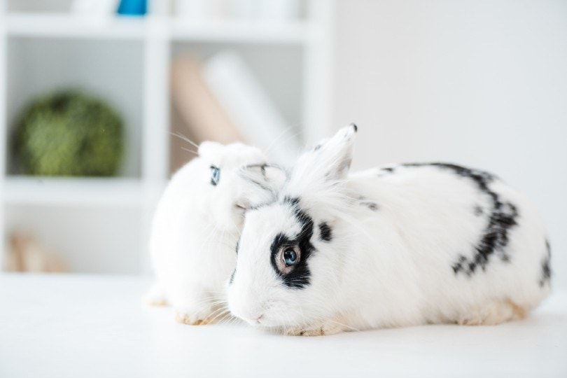blanc de hotot rabbit in vet clinic