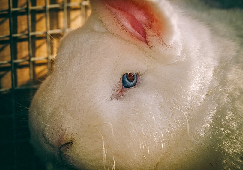 blue eyes-rabbit-pixabay