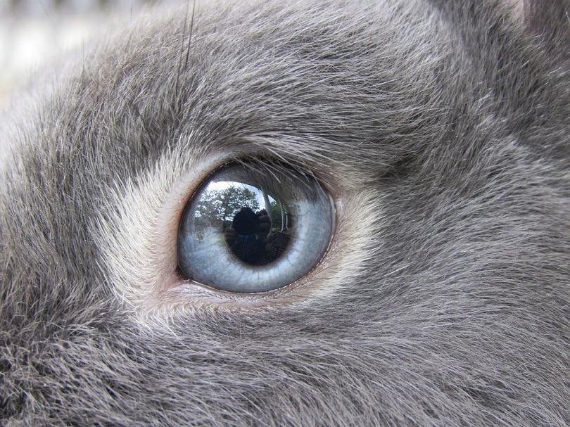 blue grey eyes rabbit-pixabay