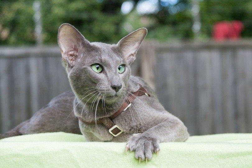 blue oriental shorthair cat