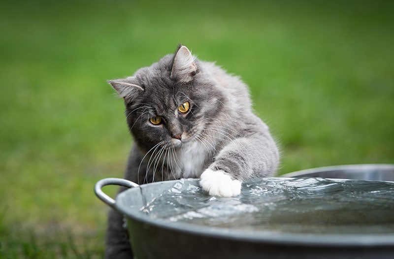 blue tabby maine coon cat playing with water in metal bowl