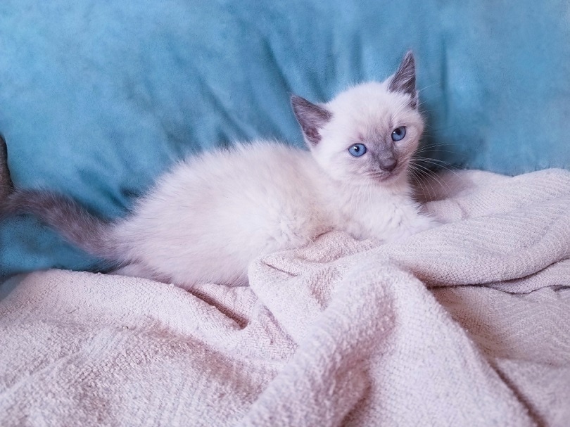 bluepoint siamese kitten