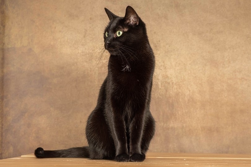 Why Is My Black Cat’s Coat Turning Brown? 6 VetReviewed Reasons PangoVet