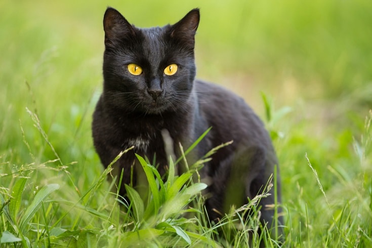 bombay cat_Viktor Sergeevich_Shutterstock