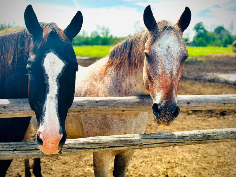 bonded horses at a local rescue ranch
