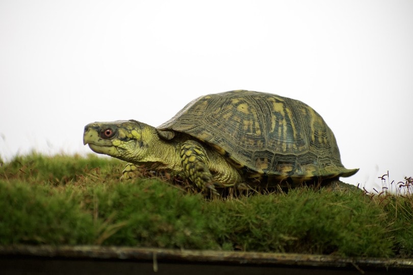 How Much Does a Box Turtle Cost? 2024 Price Guide PangoVet