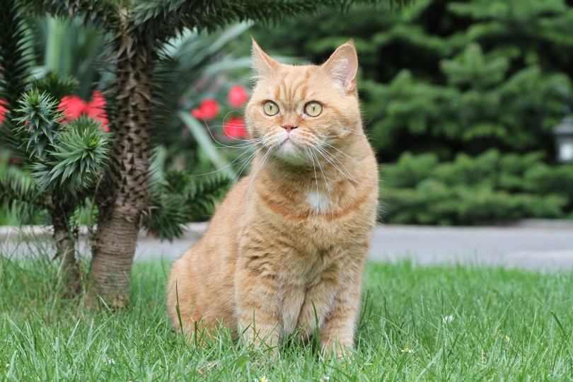 british short hair cat sitting on grass